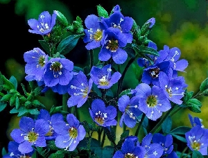 Синюха лазурная или синюха голубая (лат. Polemónium caerúleum)
