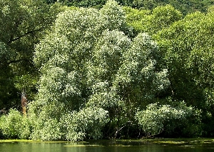 Ива белая или Ветла (лат. Salix alba)