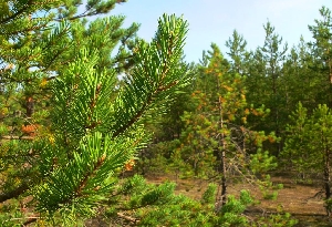 Хвойные леса Саратовской области