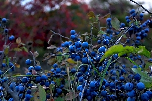 Тёрн, или дикая слива (лат. Prunus spinosa)