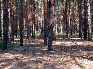Марксовский лес
