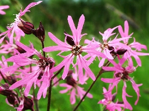 Кукушкин цвет обыкновенный (лат. Lýchnis flos-cúculi)