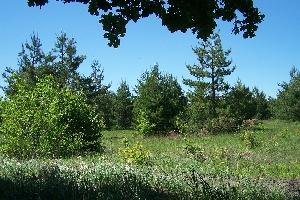 Шереметьевский лес