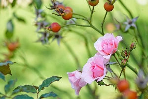 Дикорастущие растения семейства Розовые, или Шиповниковые