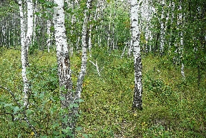 Полчаниновский лес