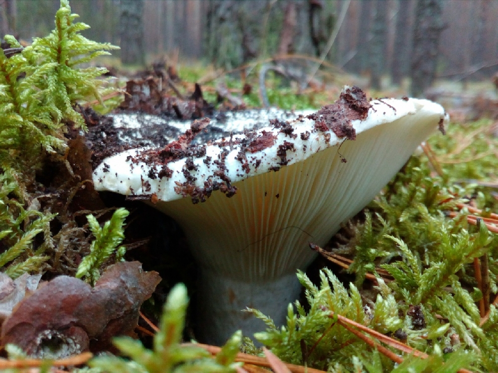 Какие грибы можно спутать с груздями?