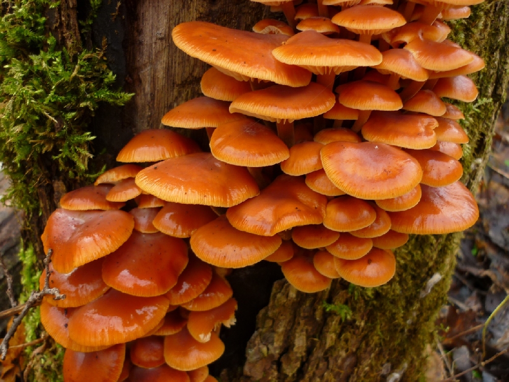 Когда и где растет зимний гриб?
