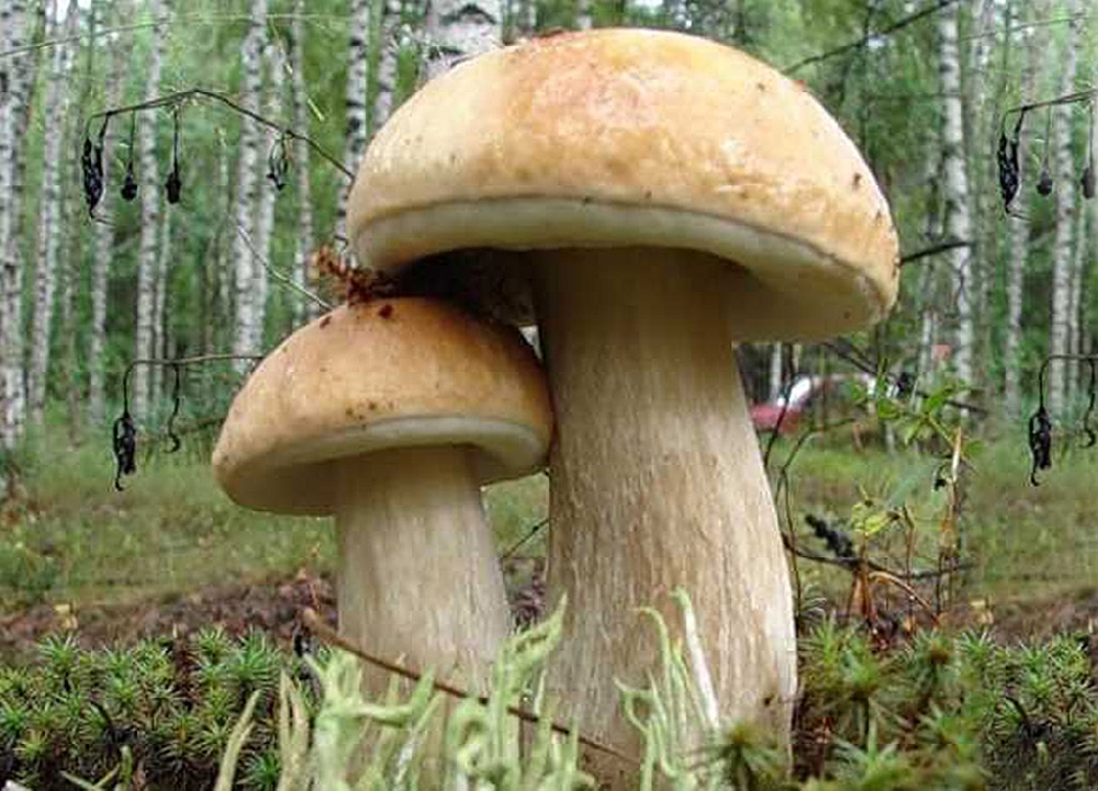 Какие грибы растут под соснами (74 фото)