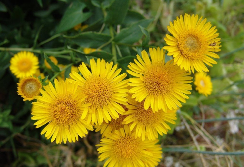 Лекарственное растение с желтыми цветочками - 61 фото