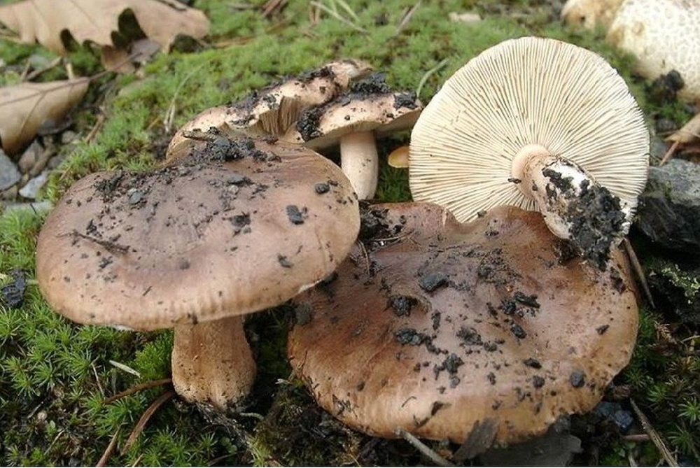 Какие грибы растут под сосной и в сосновом лесу осенью: названия, фото и описания