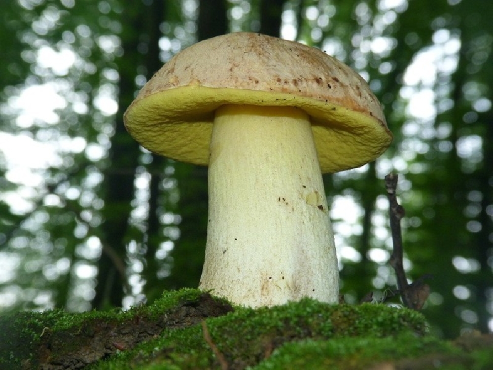 Основные грибы в лесу (62 фото) - красивые картинки и обои на рабочий стол