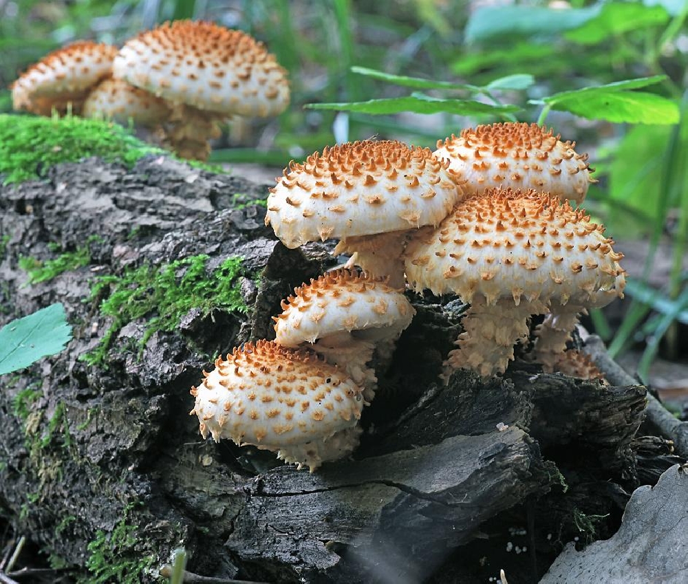 Фото древесных грибов (74 фото)