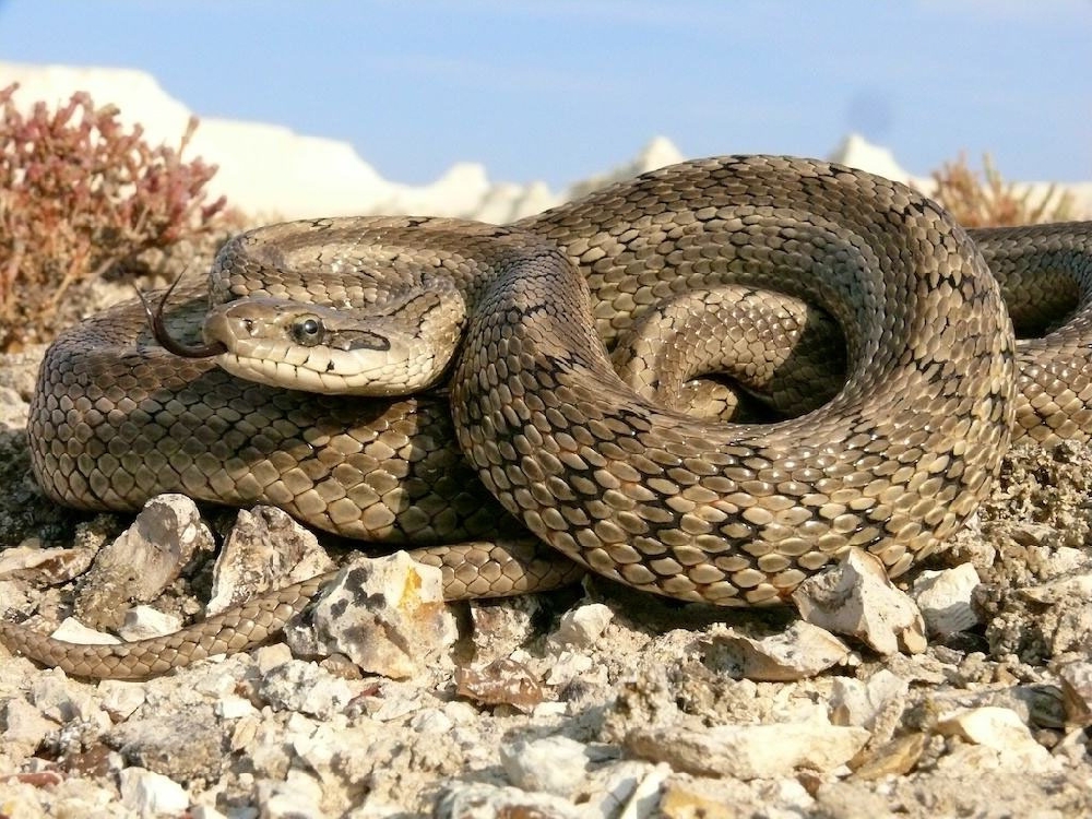 Змея желтобрюхий полоз (77 фото)