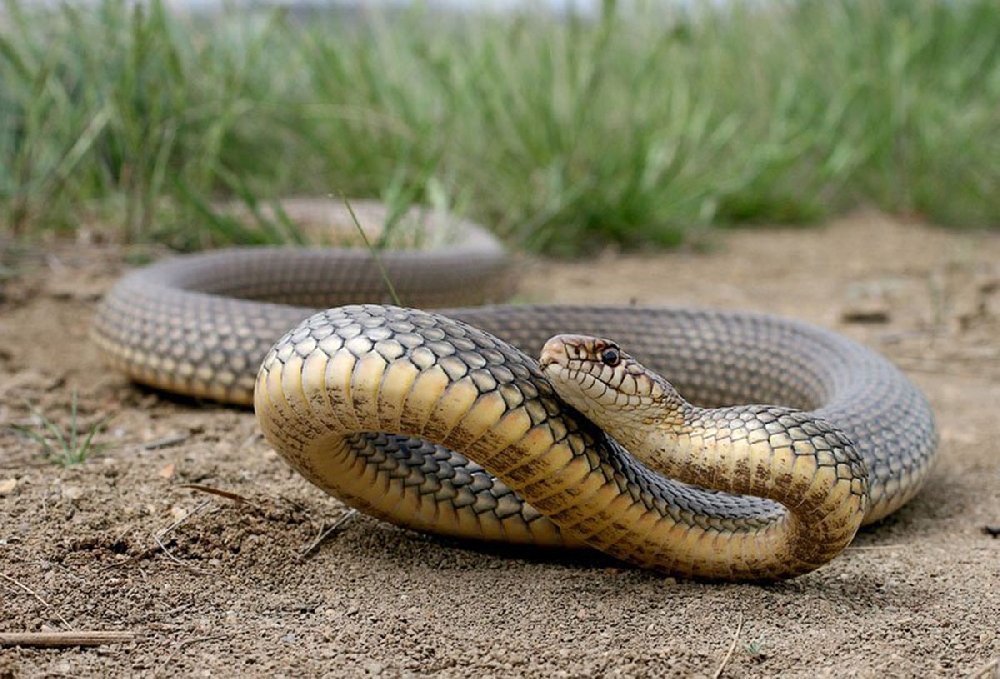 Желтопузик змея (47 фото)