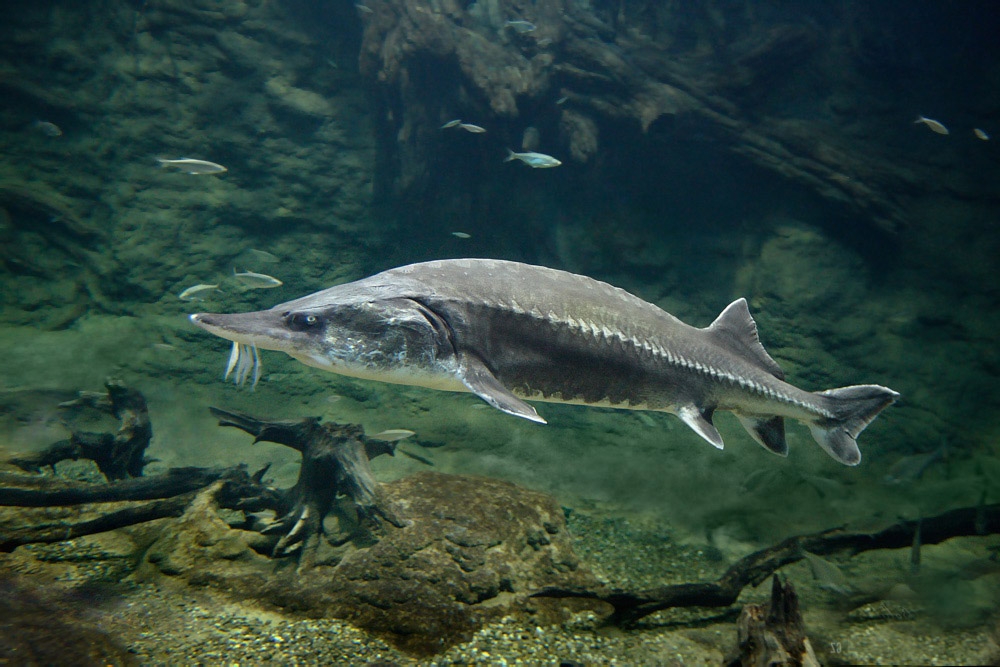 Осетр: самая большая весовая рыба в мире
