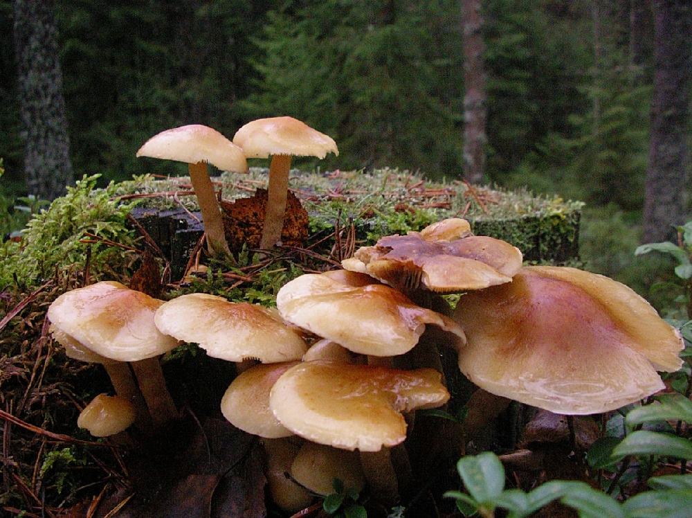 Съедобные грибы растущие на пнях