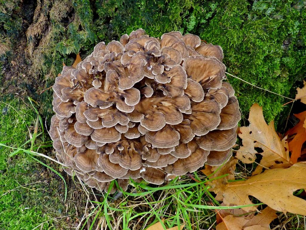 Ореховый белый гриб (58 фото) »