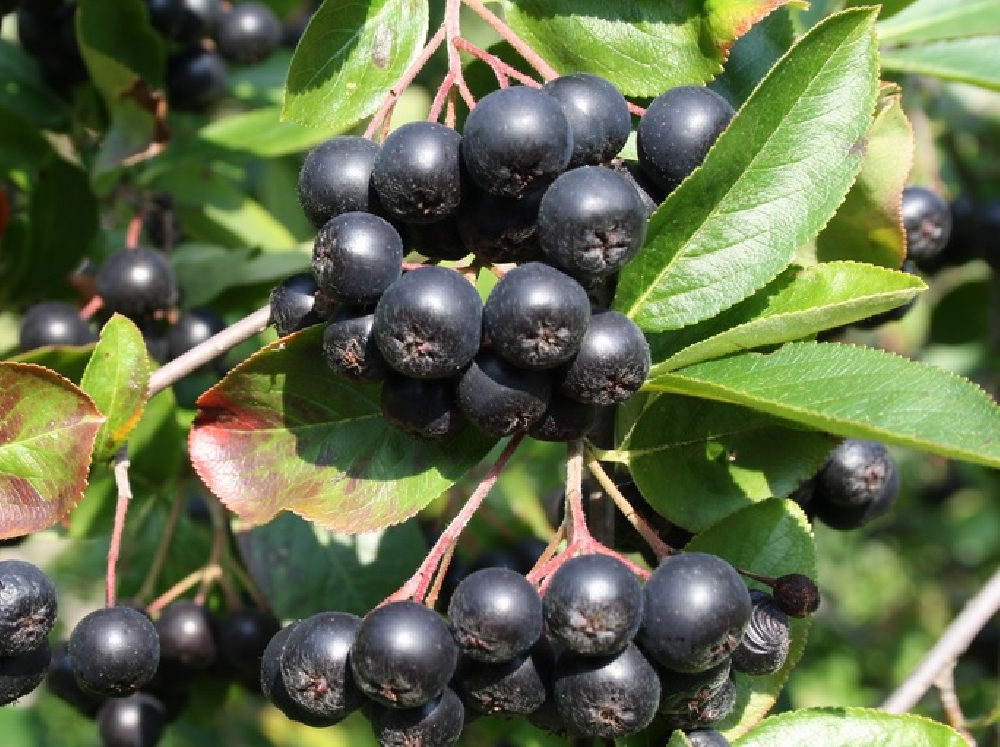 Полезные свойства плодов и листьев черноплодной рябины