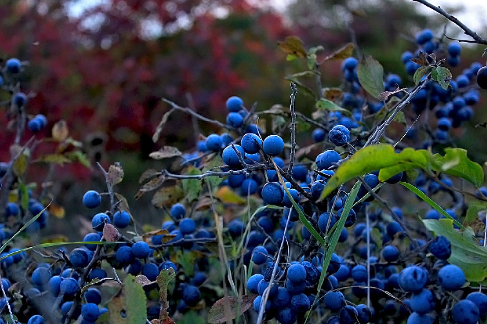 Терн (терновник): фото кустарника и плодов, как выглядит, когда собирают, цветение, виды