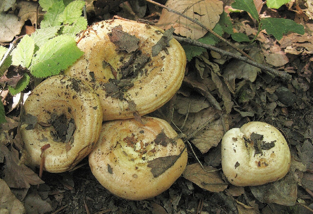 Съедобные и ядовитые грибы Туркменистана