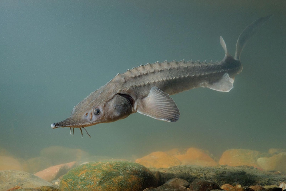 Белый амур (рыба) — характеристики, образ жизни и места обитания | Википедия