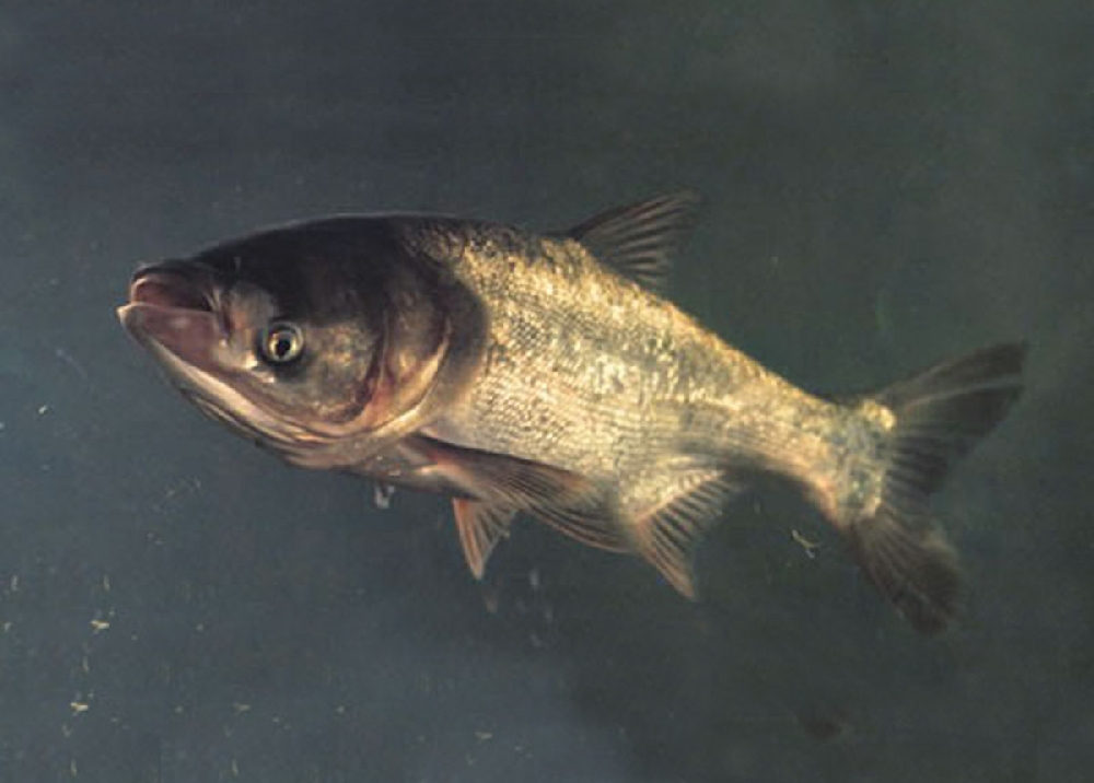 Фото толстолобика: как выглядит рыба толстолобик