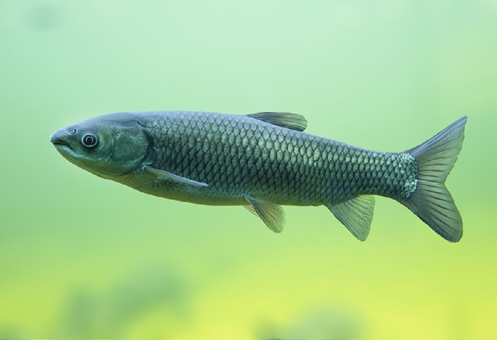 Амур рыба: описание, особенности и обитание