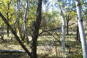 Корсаковский воровской лес