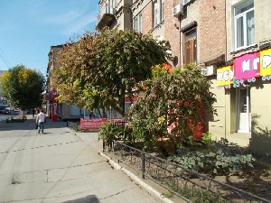 Уксусное дерево на улице Московской