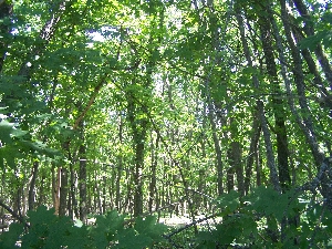 Воровской лес
