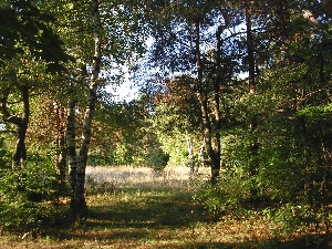 Караманский лес