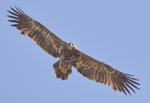 Степной орел (лат. Aquila nipalensis)
