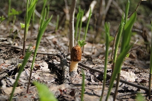 10 первых весенних грибов Саратовской области