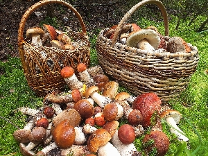 Лучшие грибные места Саратовской области