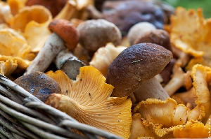 30 лучших съедобных грибов Саратовской области