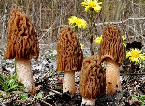 Съедобные сумчатые и неопределённые грибы Саратовской области