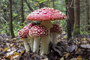 Несъедобные и ядовитые грибы Саратовской области