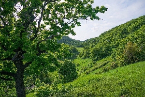 Кустарники и деревья Саратовской области