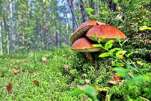Татищевские грибные леса