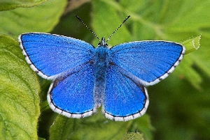 Голубянка красивая (лат. Lysandra bellargus)