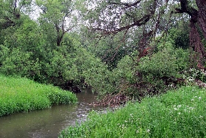 Река Сосновка (приток Идолги)