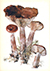 Горькушка, или горчак ( Lactarius rufus)