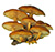 Опенок зимний (Flammulina velutipes)