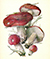 Сыроежка зелёно-красная (Russula alutacea)