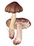 Рядовка серая, или серый песочник (Tricholoma portentosum)