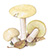Валуй ложный, или хреновый гриб (Hebeloma crustuliniforme)