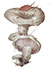 Серушка, или Млечник серый (Lactarius flexuosus)