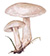 Рядовка голубиная (лат. Tricholoma columbetta)