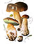 Белый гриб дубовый, или боровик сетчатый  (лат. Boletus reticulatus)