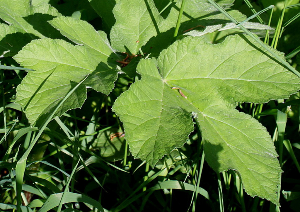 Борщевик обыкновенный (лат. Heraclēum sphondylīum)
